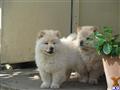Chow Chow